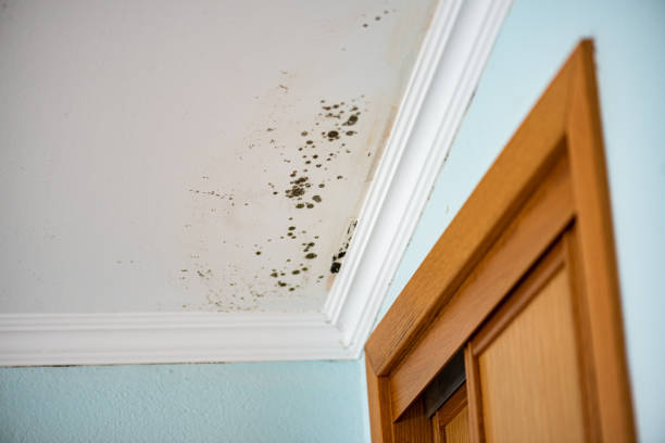 Best Office Mold Removal Services  in East Bethel, MN