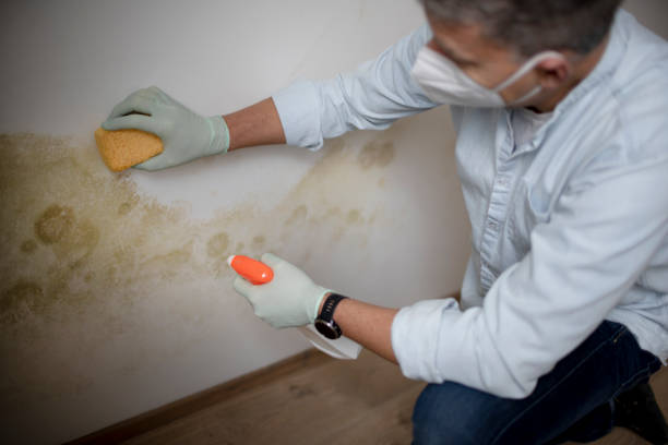 Best Black Mold Removal  in East Bethel, MN