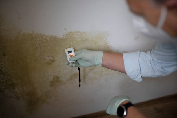 Best Local Mold Removal Service  in East Bethel, MN