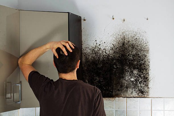 Best Mold Removal Company Near Me  in East Bethel, MN