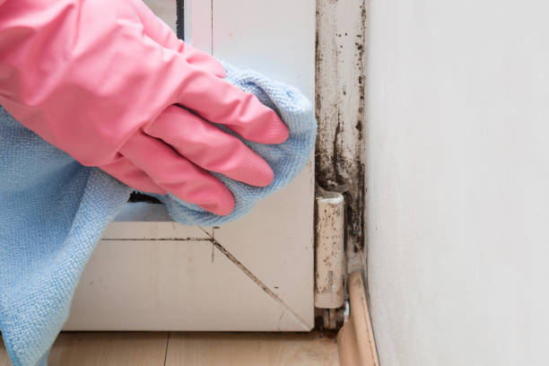 Best Crawl Space Mold Removal  in East Bethel, MN